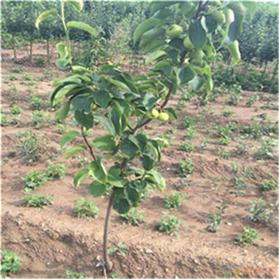 梨苗苗木种植技术指南 从选苗到丰产的全流程解析