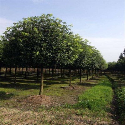 13公分香樟报价与青峰园林在线咨询 自贡香樟苗木种植及技术全解析