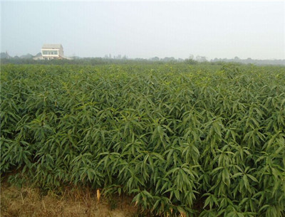 今秋锦绣黄桃苗价格与种植技术全解析