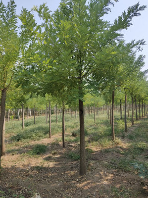 黄金槐苗木种植指南 12公分黄金槐价格与技术咨询