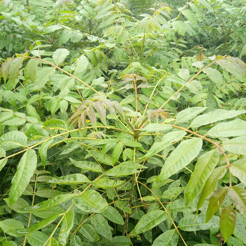 香椿苗求购指南 基地价格参考与高效种植技术解析