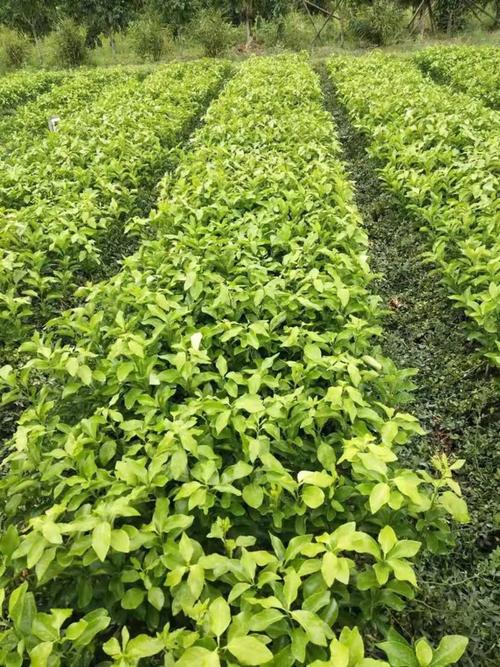 广东云浮无核黄皮果苗 基地直发，技术护航，轻松种植高效益