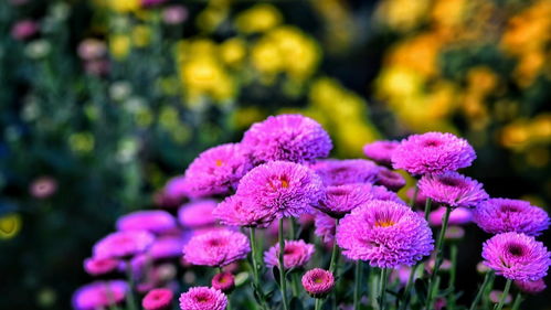 2021年花卉苗木种植与技术咨询指南