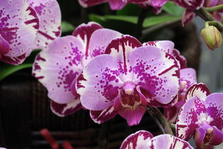 花卉市场随拍 苗木种植及技术咨询