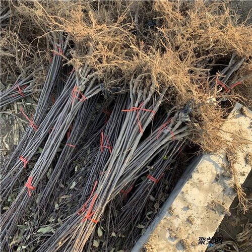 美国八号苹果苗 基地信息、种植技术与市场报价