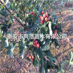 山楂树苗价格与种植技术介绍及咨询指南