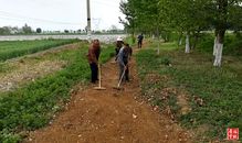 岐山今春栽植苗木256万株，助力生态建设与产业发展