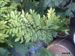 浩浩亲手种植的海南黄花梨树苗 苗木种植与技术咨询