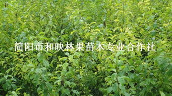 四川优质脆红李子苗、大五星枇杷苗批发与种植技术全攻略——走进简阳市和映林果苗木专业合作社