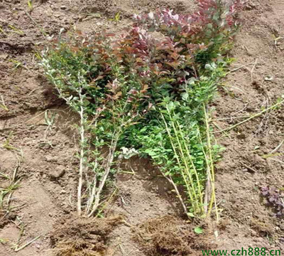 红叶小檗 观赏与绿化的优选苗木