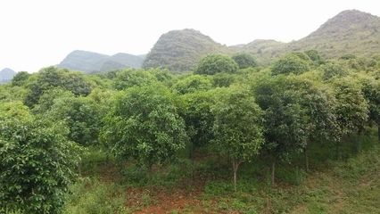 云南苗木种植优势与技术咨询指南