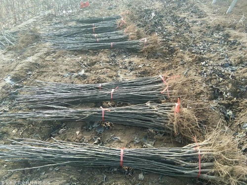 鲁丽苹果树苗供应与成长特性全解析