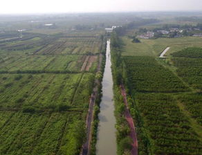技术赋能，花木产业迎变革 苗木种植生产技术或迎新升级