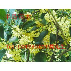 桂花飘香，家园添彩——半岛苗木园艺绿化桂花树苗种植技术全解析