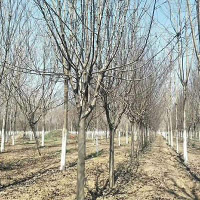 重庆6公分染井吉野樱花价格解析及金山苗木种植技术咨询