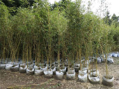 金镶玉竹 苗木种植关键技术与管理咨询指南