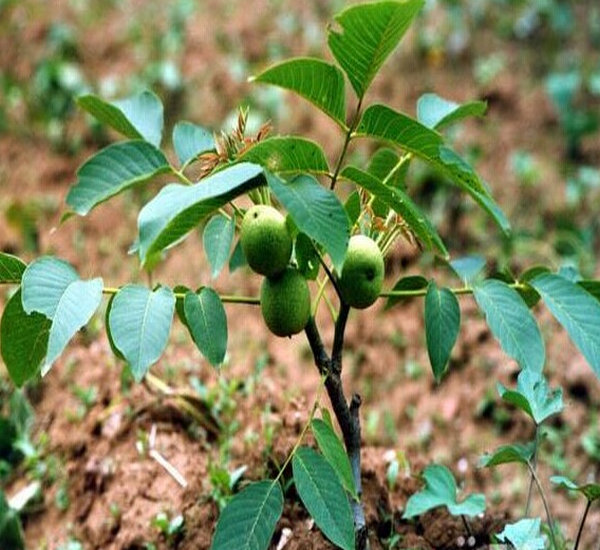 四川核桃苗种植技术与咨询服务指南