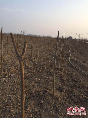 新蔡县练村镇 返乡创业好儿男 植树添绿忙发展——记苗木种植产业的崛起与技术咨询的桥梁作用