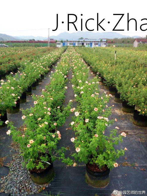 未来苗圃生产基地的发展方向 苗木种植与技术咨询的融合创新