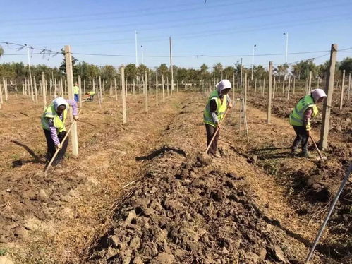 蓝莓栽培管理技术全解析 从选苗到种植的专业指南