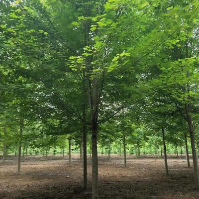 邳州绍刚苗木 十公分美国红枫价格参考与种植养护指南