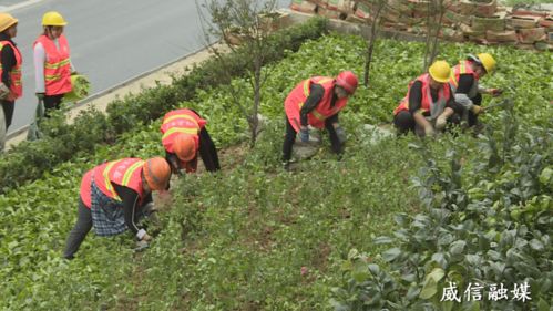 威信长征路景观绿化节点 生态与美学的融合实践