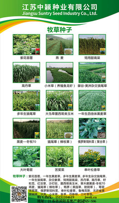 深耕苗木种植，专业咨询服务助力绿色产业发展