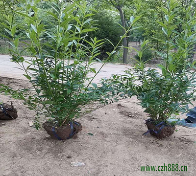 连翘球 观赏与药用兼备的园林佳品