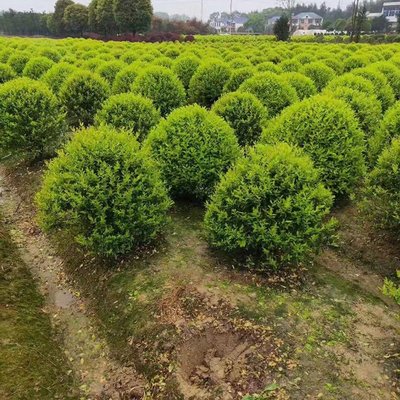 金森汝贞球 湖南苗木基地的精品球类苗木批发与技术探析