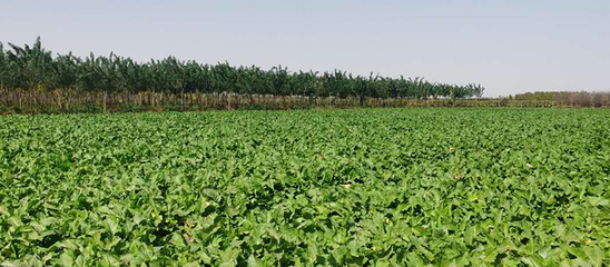 河北西张农业科技 打造现代苗木种植基地与专业农技咨询服务
