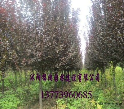 60公分高紫叶李小苗价格解析与种植技术全攻略